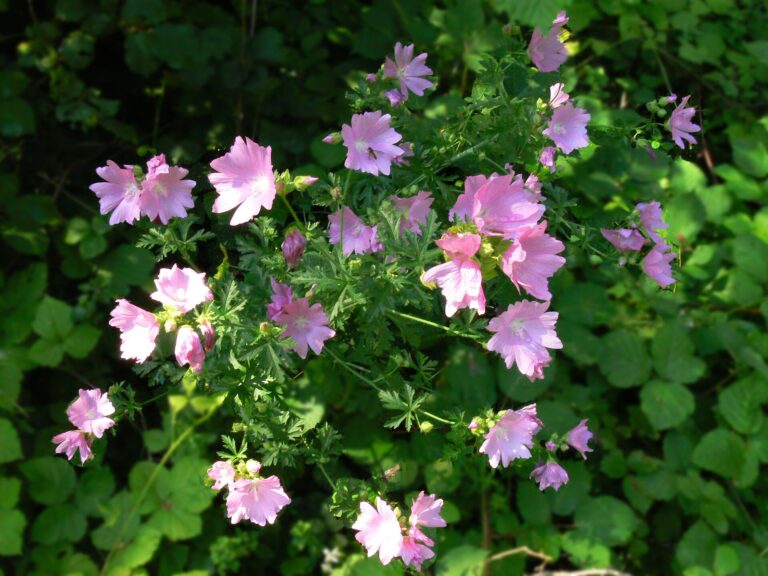 Sléz velkokvětý (Malva alcea)