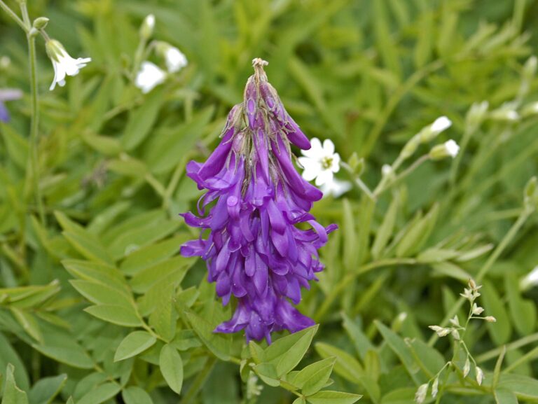 Kopyšník tmavý Kopyšník tmavý (Hedysarum hedysaroides)