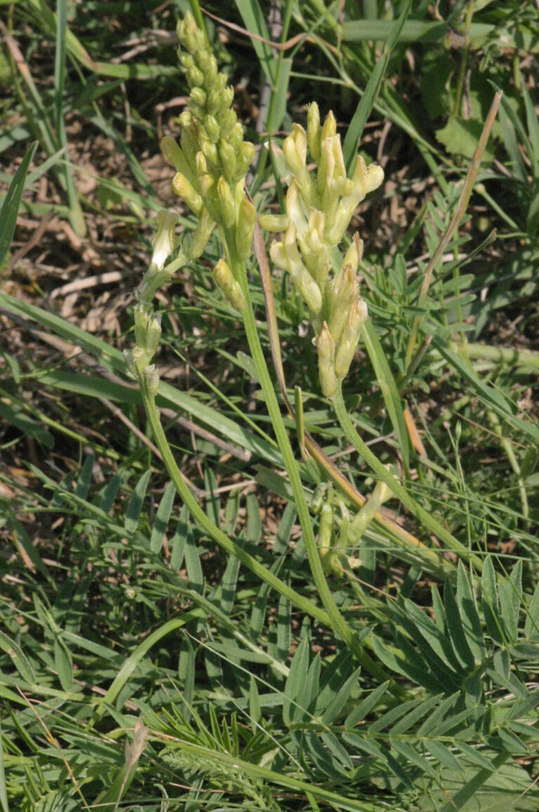 Kozinec drsný Kozinec drsný (Astragalus asper)
