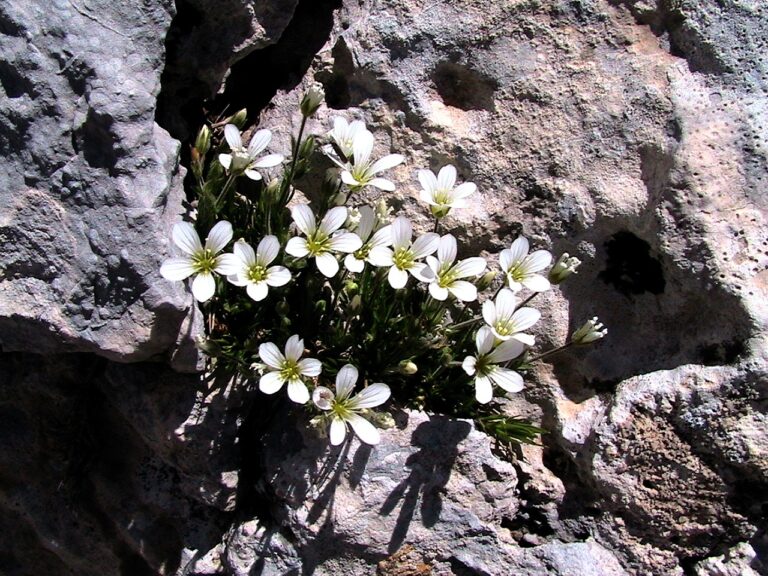 Písečnice velkokvětá (Arenaria grandiflora)