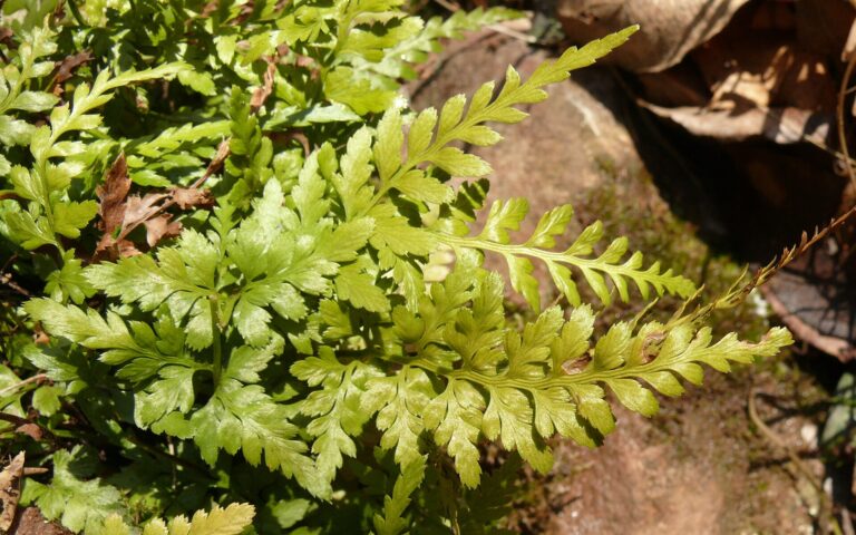 Sleziník netíkovitý (Asplenium adiantum-nigrum)
