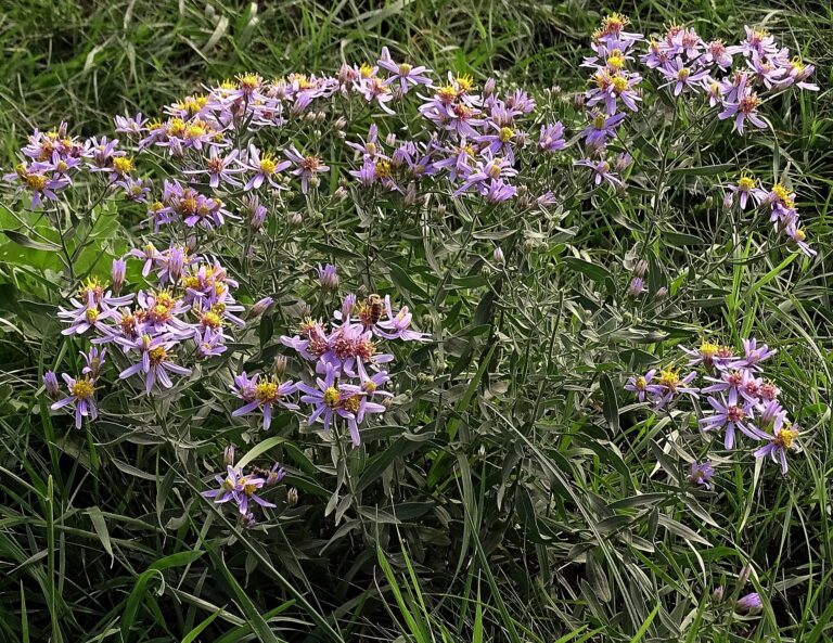 Slanice sivá (Galatella cana)