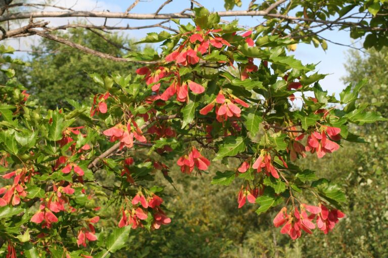 Javor ohnivý (Acer ginnala)