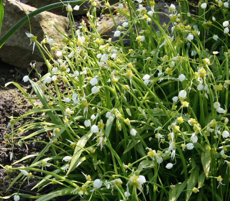 Česnek podivný (Allium paradoxum)