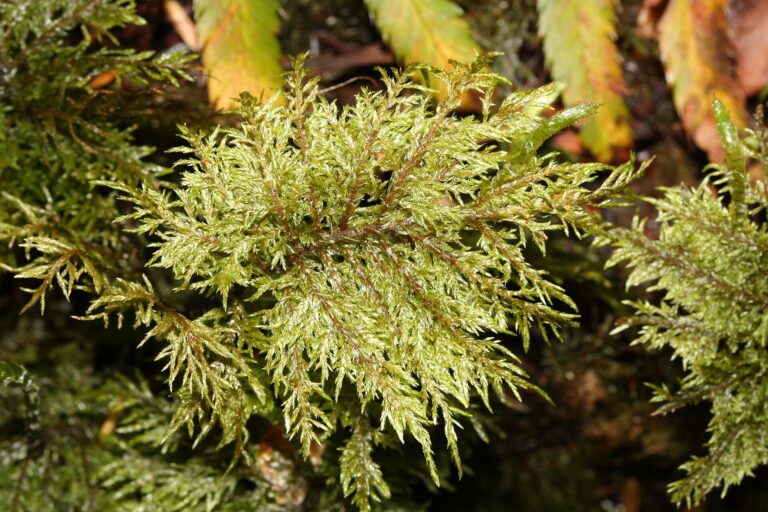 Rokytník skvělý (Hylocomium splendens)