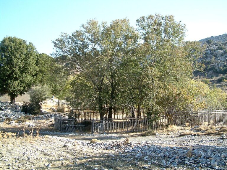 Quercus abelicea