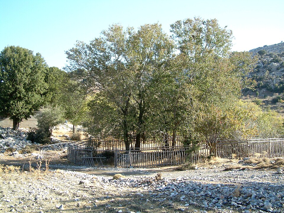 Quercus abelicea