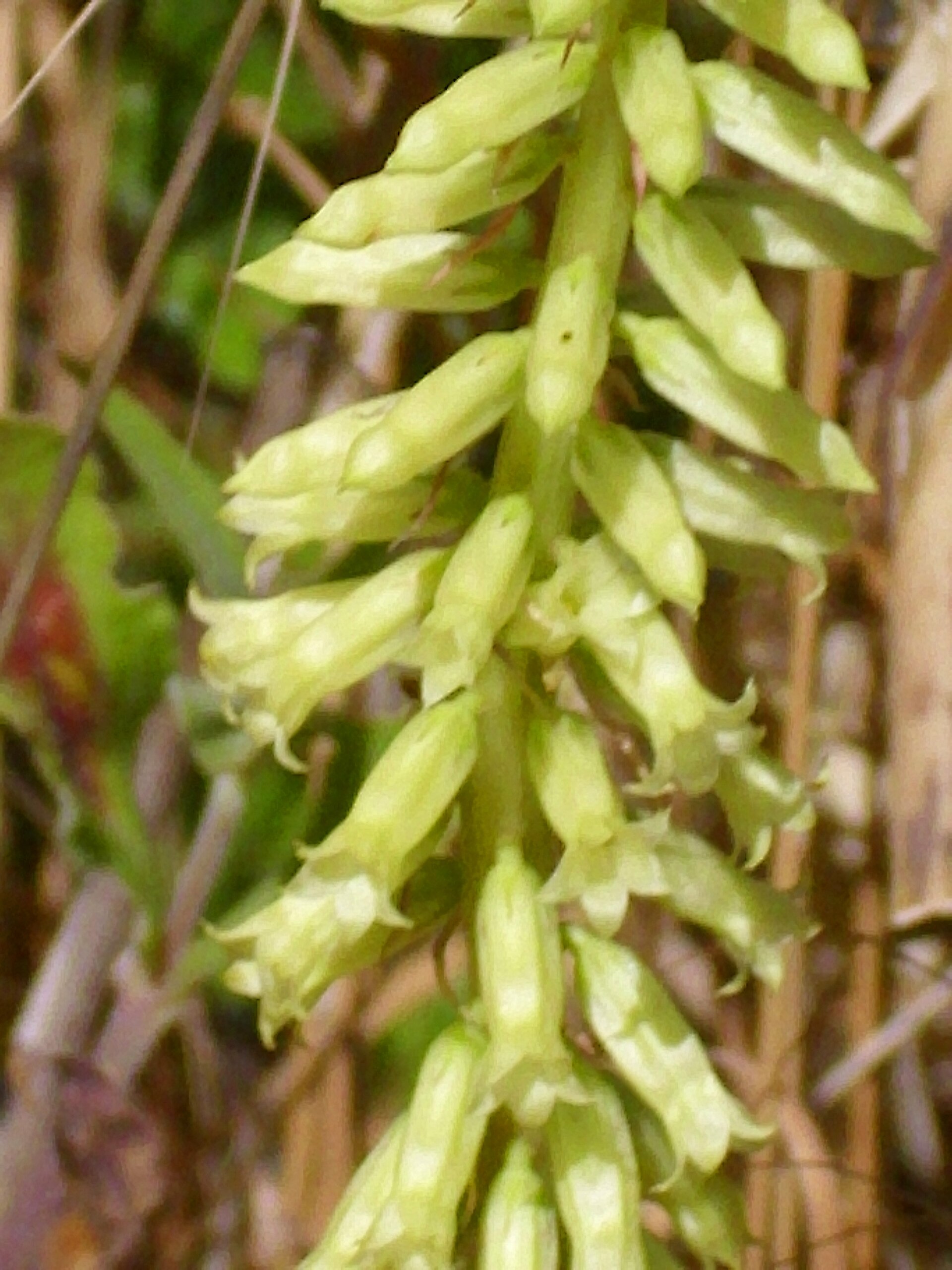 Umbilicus heylandianus