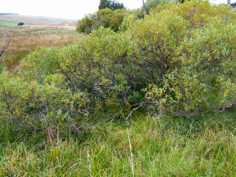Vrba pětimužná (Salix pentandra)