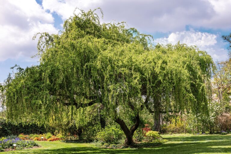 Vrba babylonská (Salix babylonica)