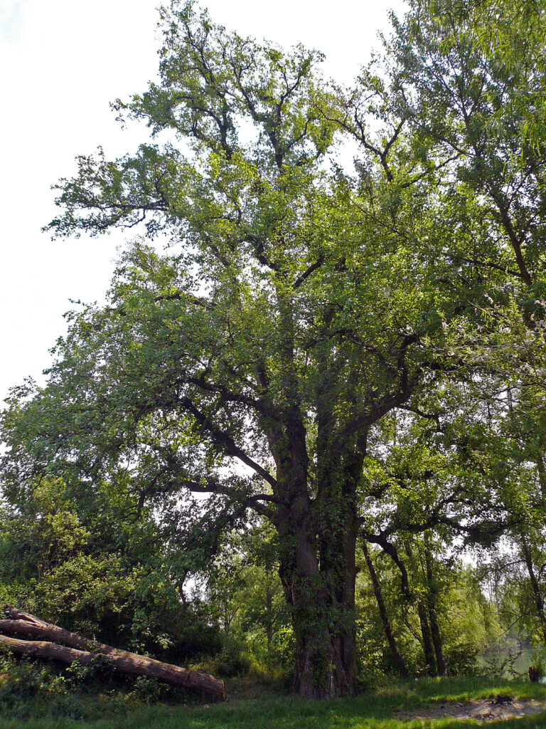 Jilm vaz (Ulmus laevis)