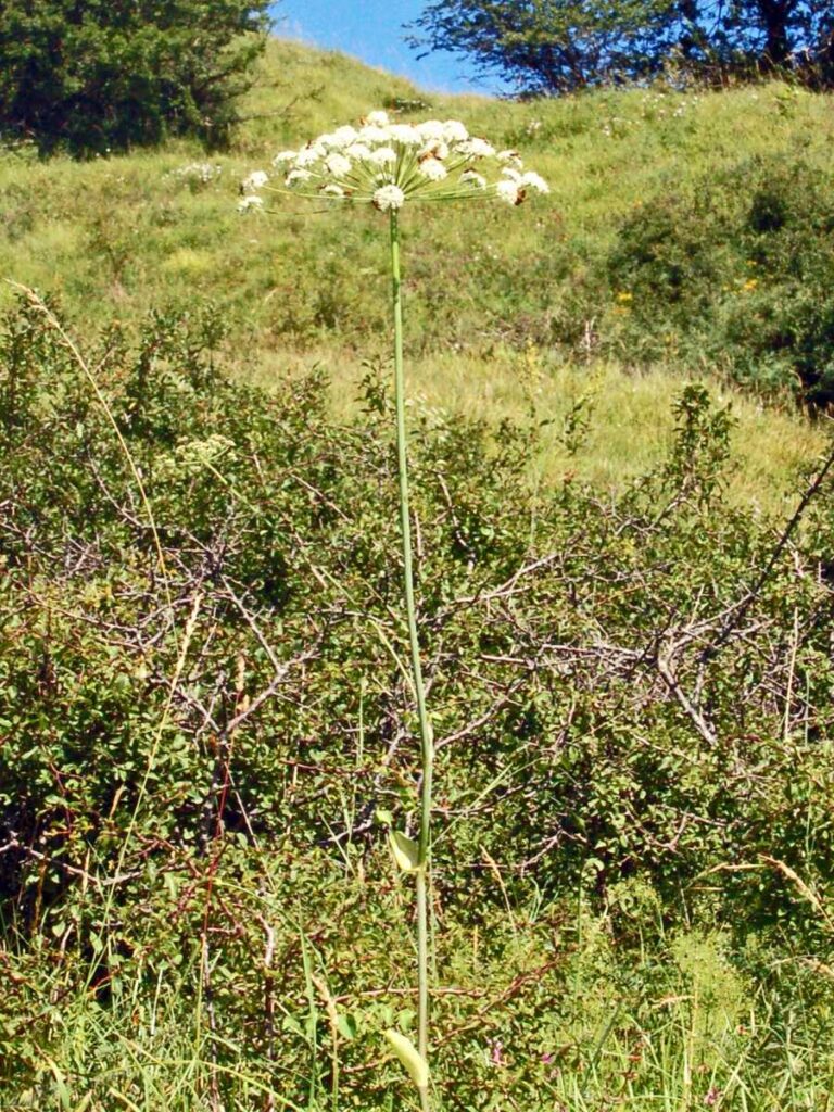 Hladýš širolistý (Laserpitium latifolium)