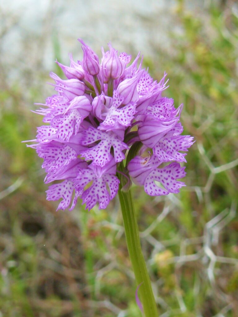 Vstavač trojzubý (Orchis tridentata)