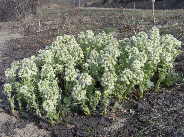 Devětsil bílý (Petasites albus)