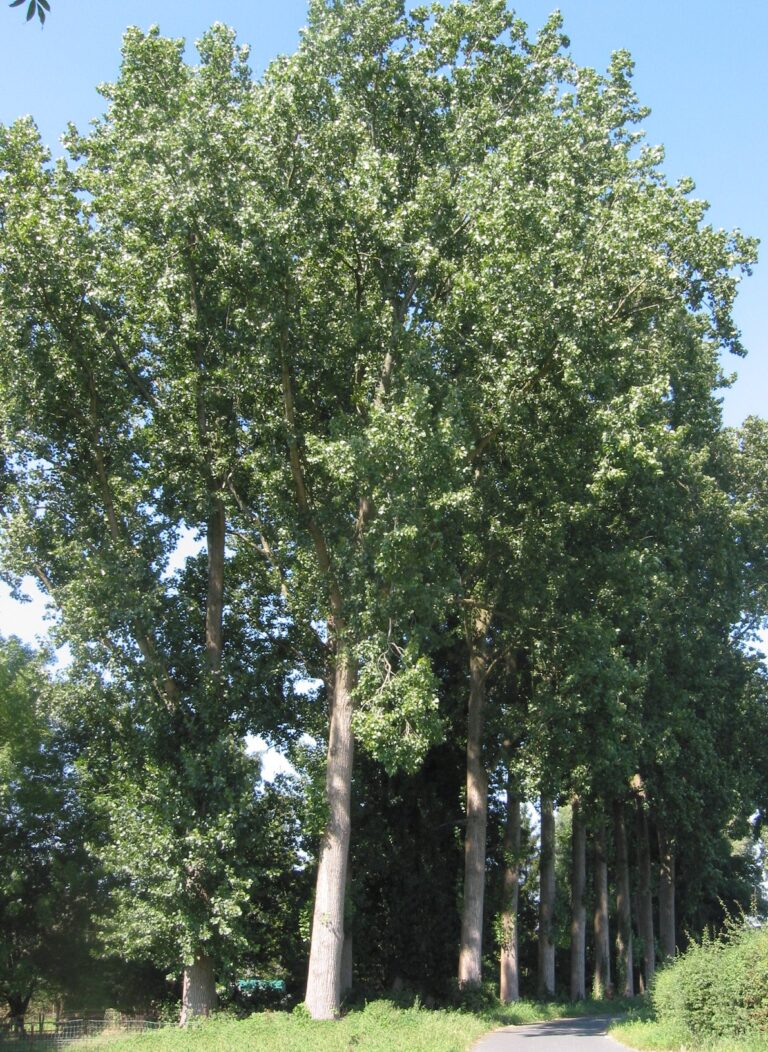 Topol kanadský (Populus × canadensis)