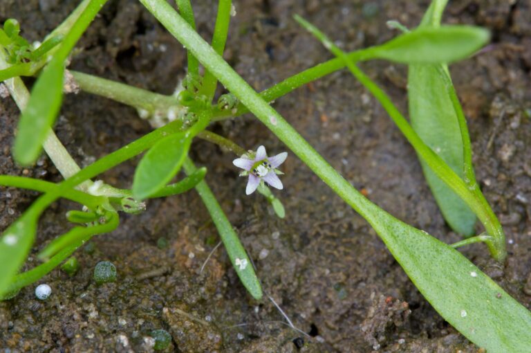 Blatěnka vodní (Limosella aquatica)
