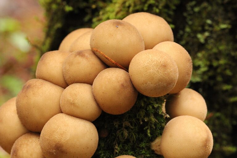 Pýchavka hruškovitá Pýchavka hruškovitá (Lycoperdon pyriforme)