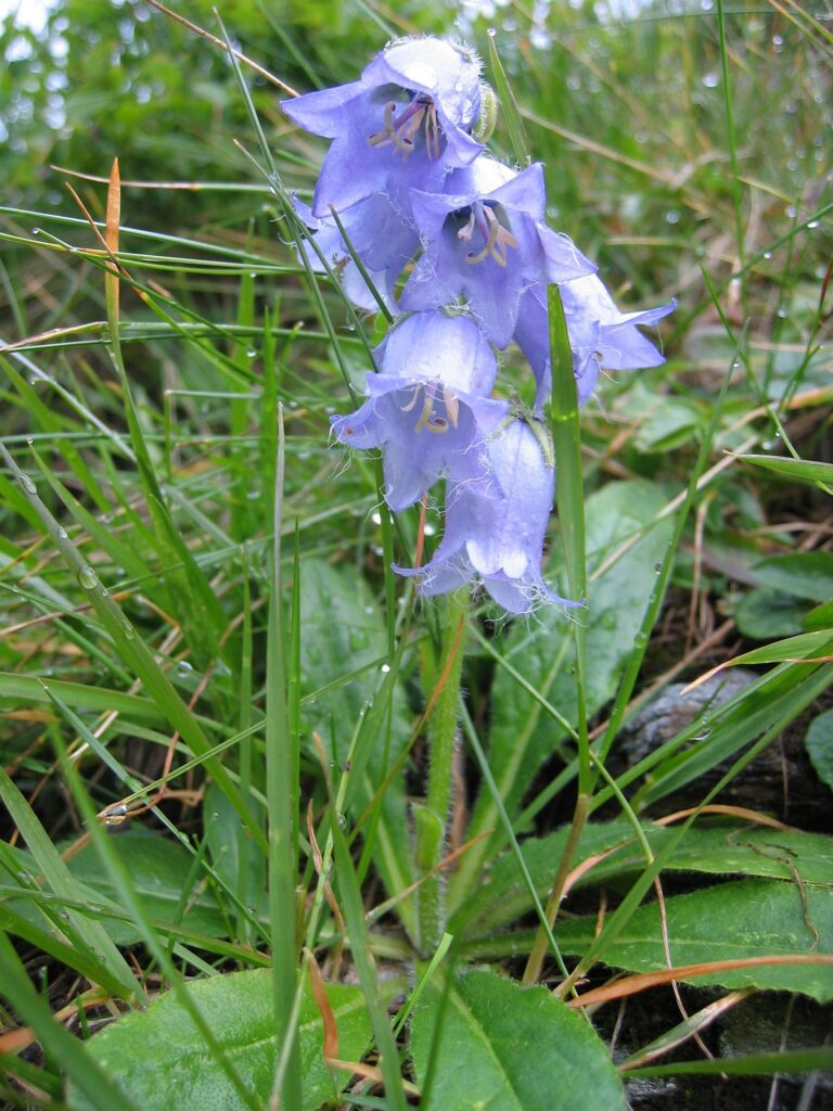 Zvonek vousatý (Campanula barbata)