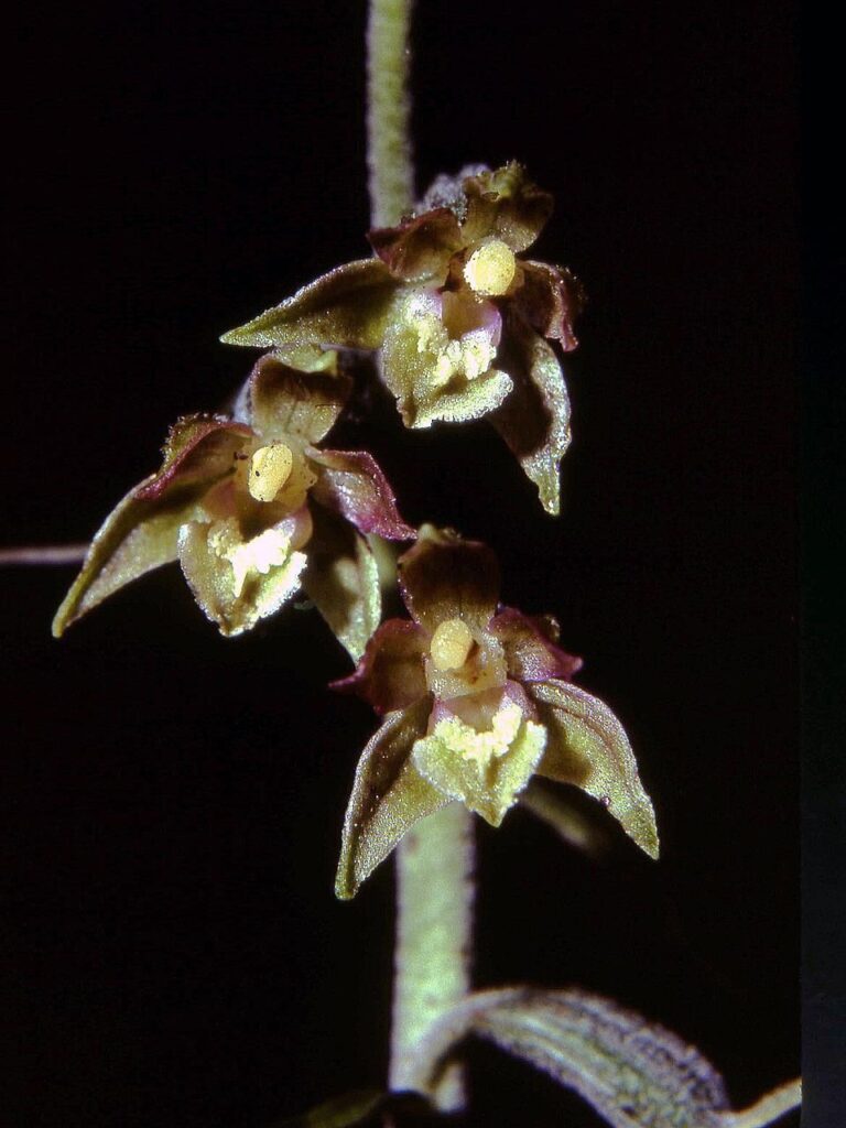 Kruštík drobnolistý (Epipactis microphylla)