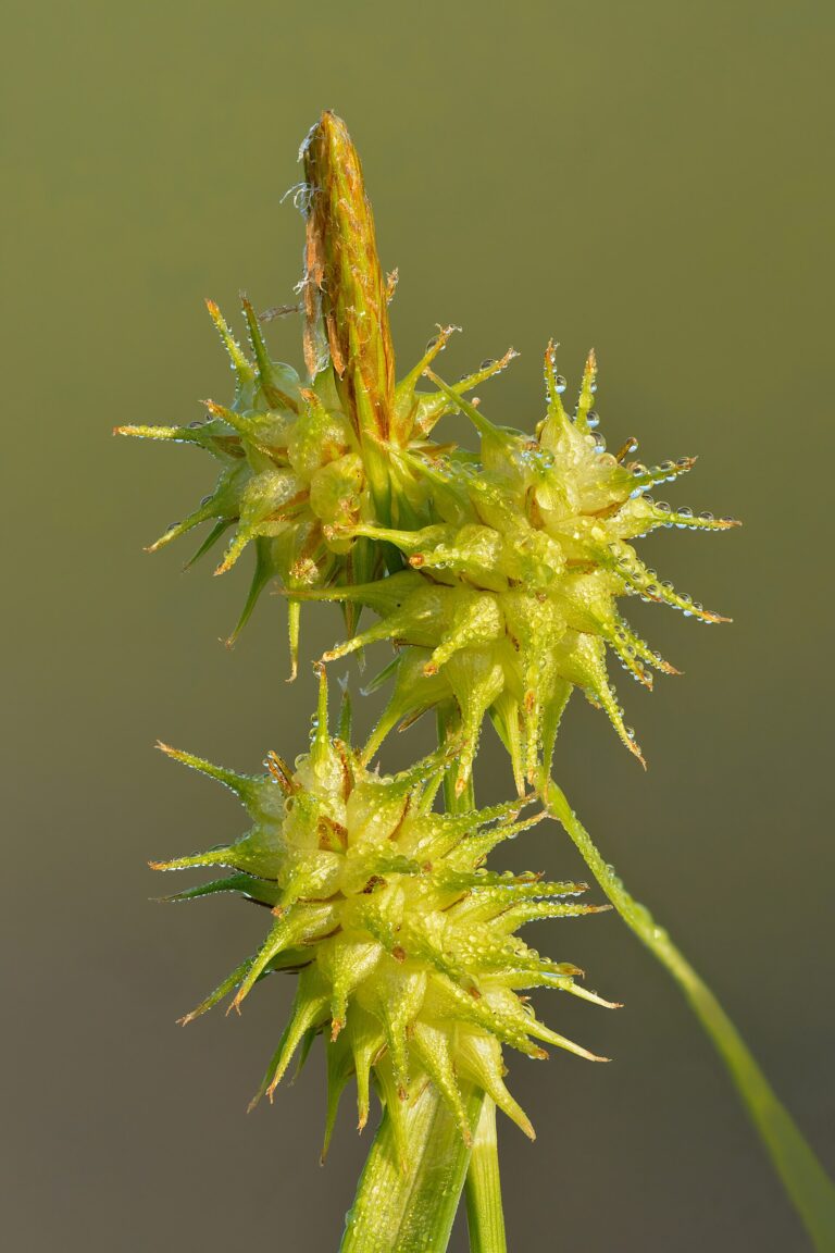 Ostřice rusá (Carex flava)
