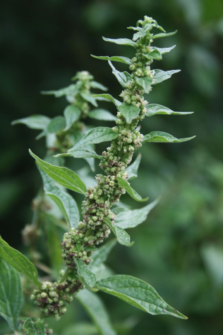 Drnavec lékařský (Parietaria officinalis)