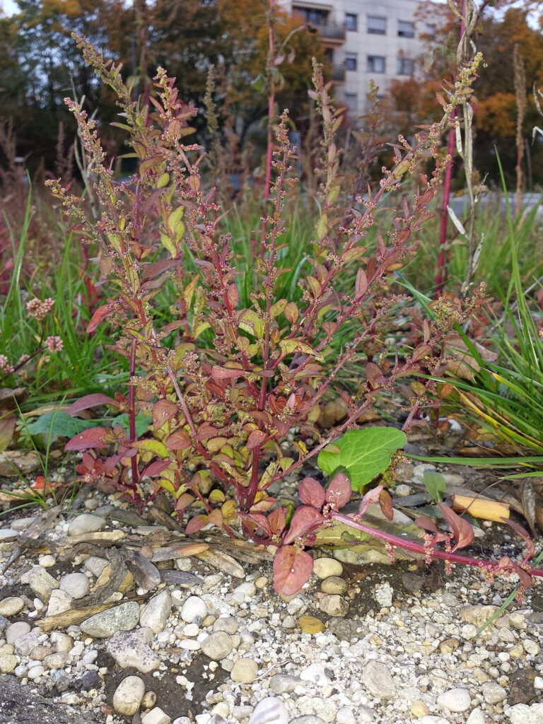 Merlík mnohosemenný (Chenopodium polyspermum)