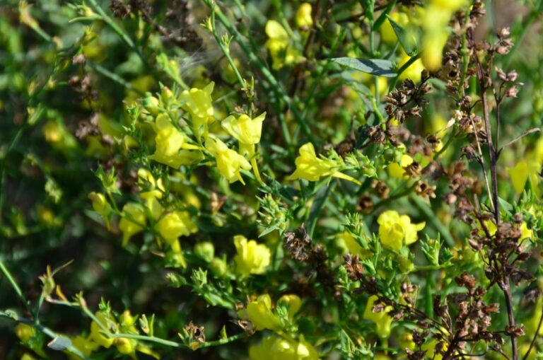 Lnice kručinkolistá (Linaria genistifolia)