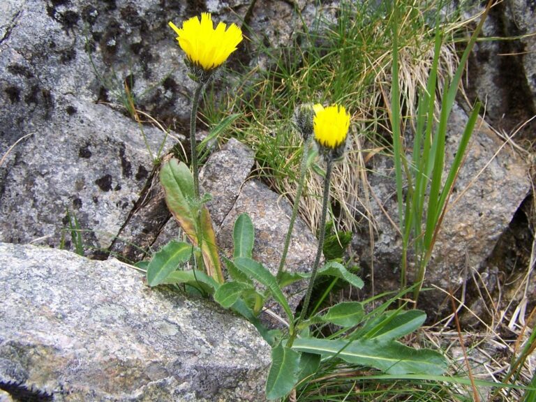 Jestřábník alpský (Hieracium alpinum)