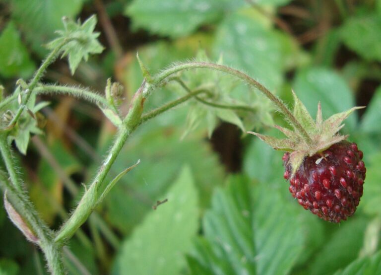 Jahodník truskavec Jahodník truskavec (Fragaria moschata)
