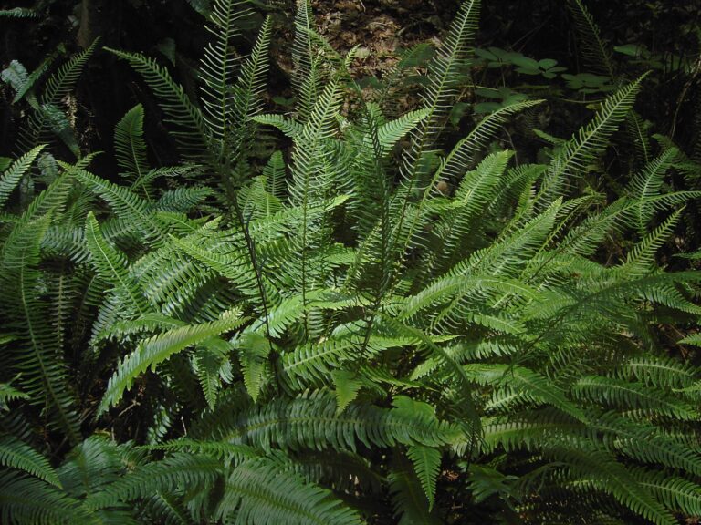 Žebrovice různolistá (Blechnum spicant)