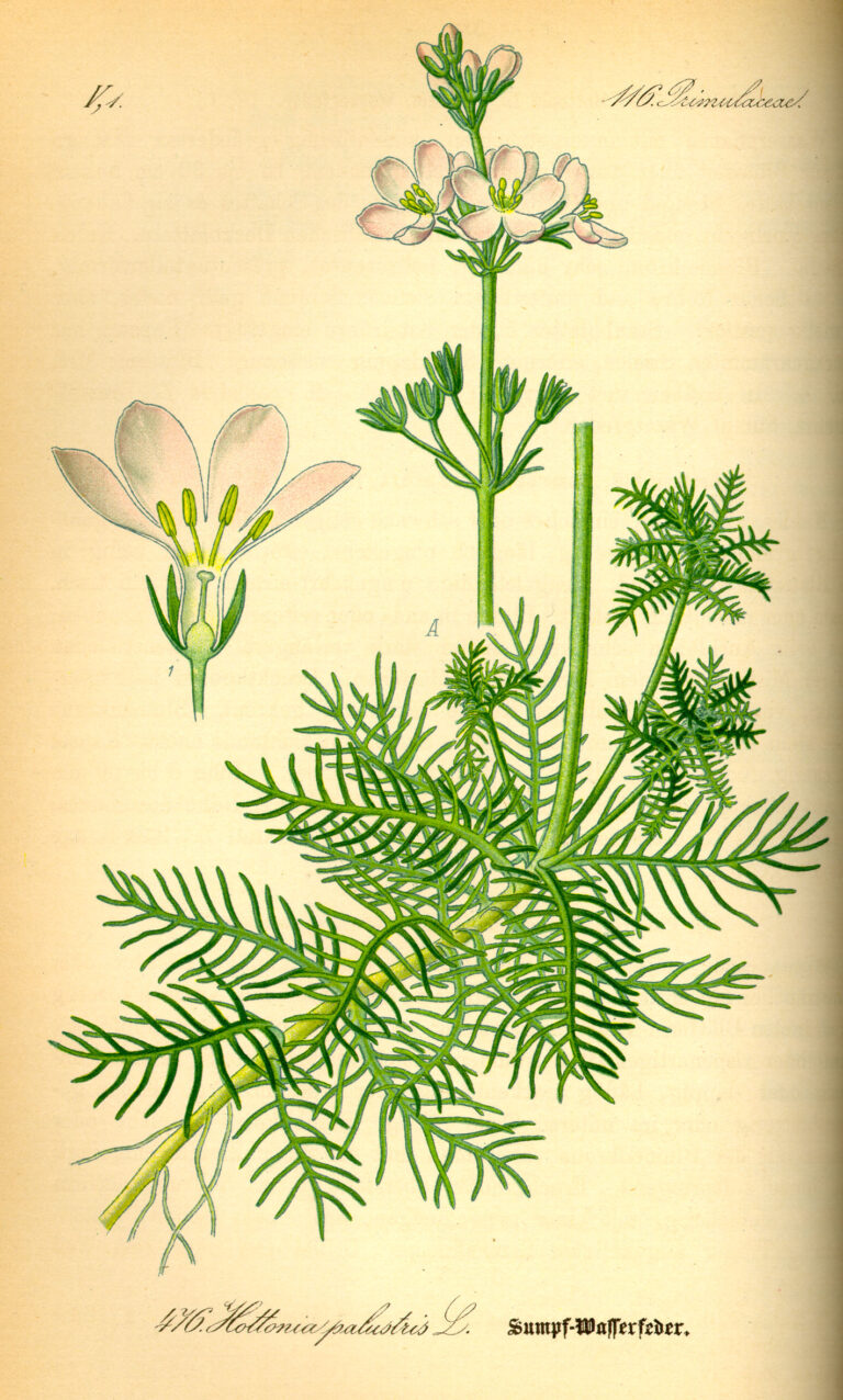 Žebratka bahenní (Hottonia palustris)