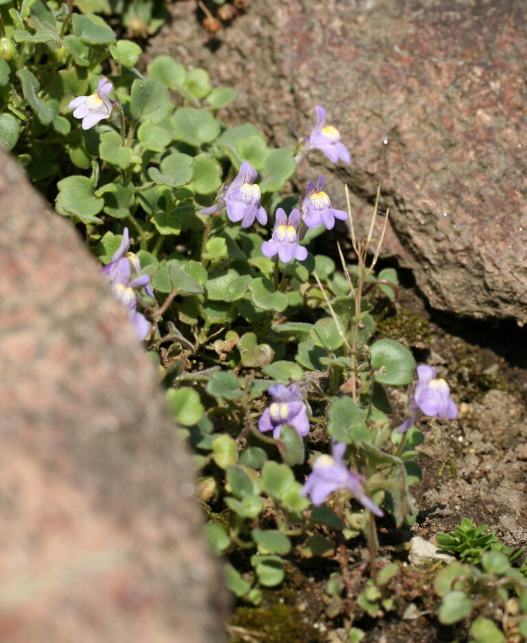 Zvěšinec bledý (Cymbalaria pallida)