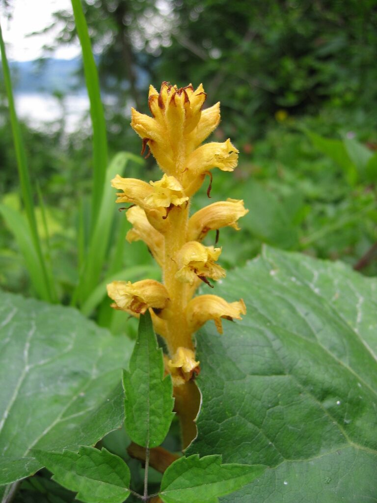 Záraza devětsilová (Orobanche flava)