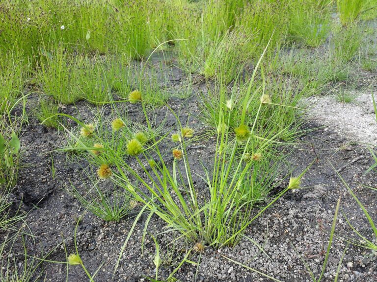 Ostřice šáchorovitá Ostřice šáchorovitá (Carex bohemica)