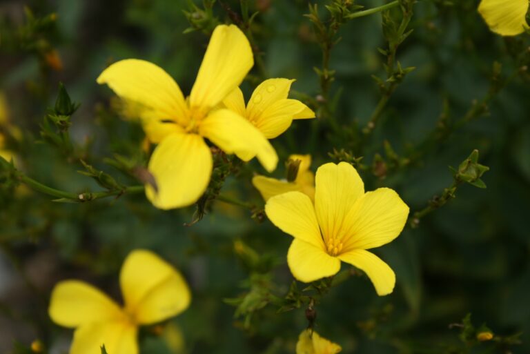 Len žlutý (Linum flavum)
