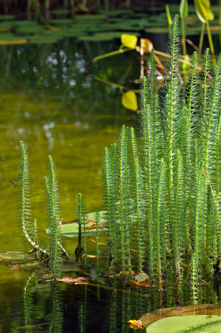 Prustka obecná (Hippuris vulgaris)