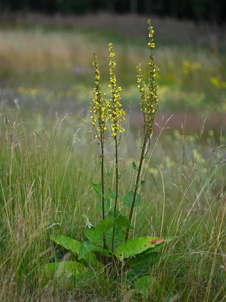 Divizna černá (Verbascum nigrum)