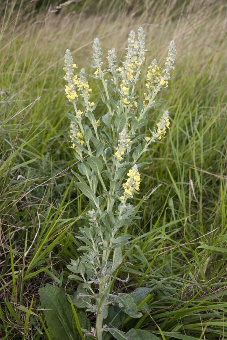 Divizna knotovnkovitá Divizna knotovnkovitá (Verbascum lychnitis)