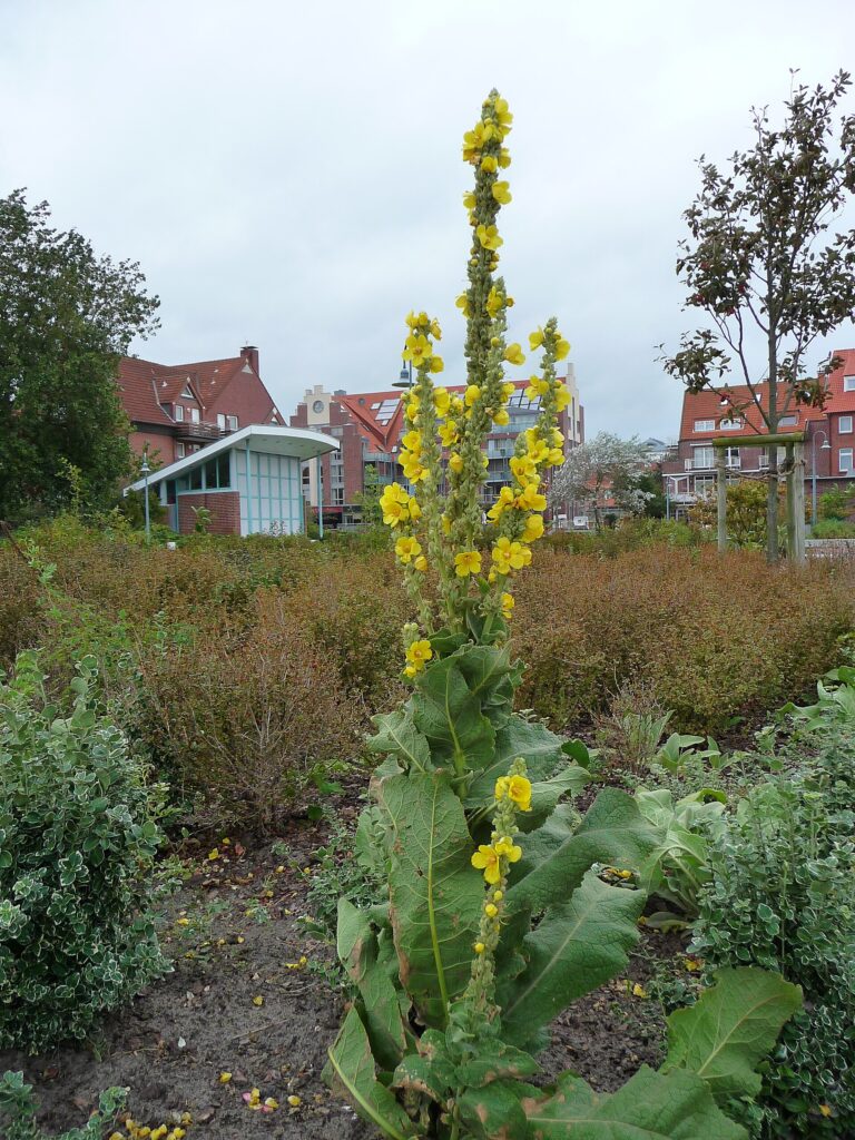 Divizna malokvětá (Verbascum thapsus)