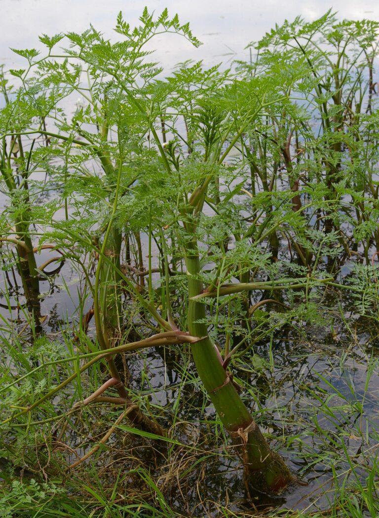 Halucha vodní (Oenanthe aquatica)