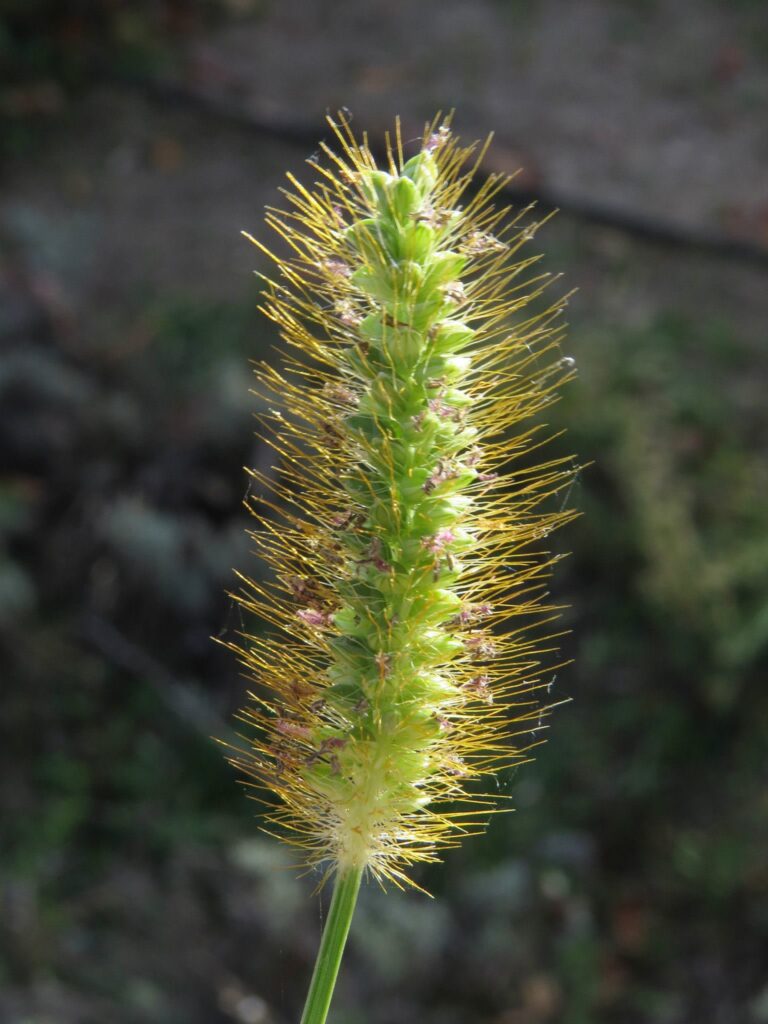 Bér sivý (Setaria pumila)
