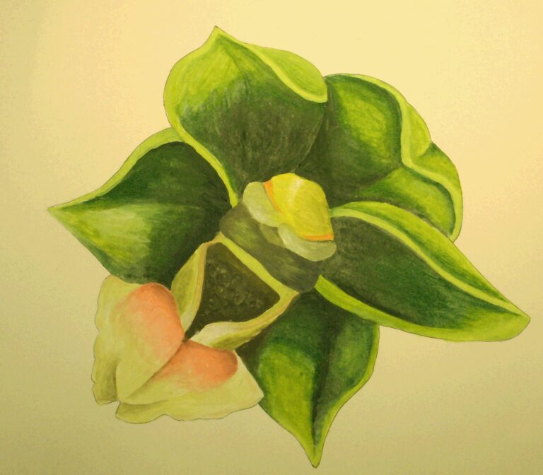 Kruštík pontický (Epipactis pontica)