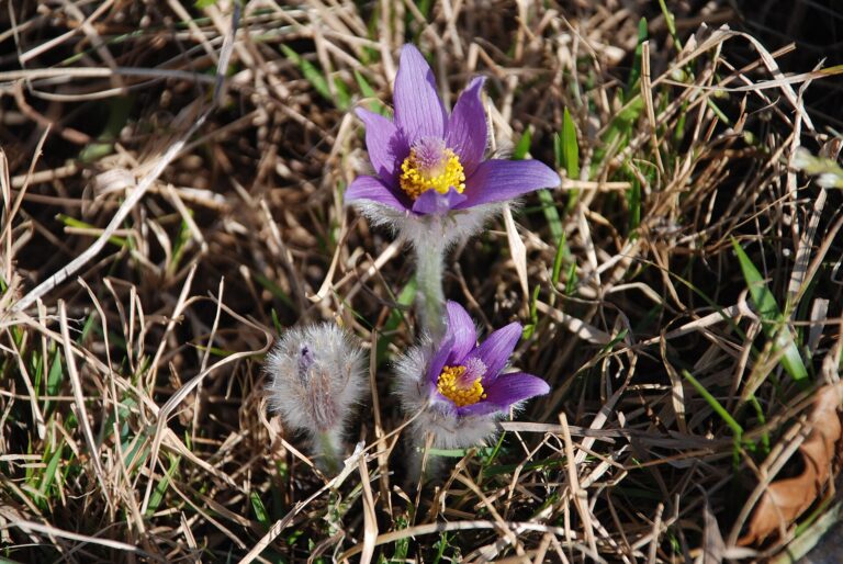 Koniklec velkokvětý Koniklec velkokvětý (Pulsatilla grandis)