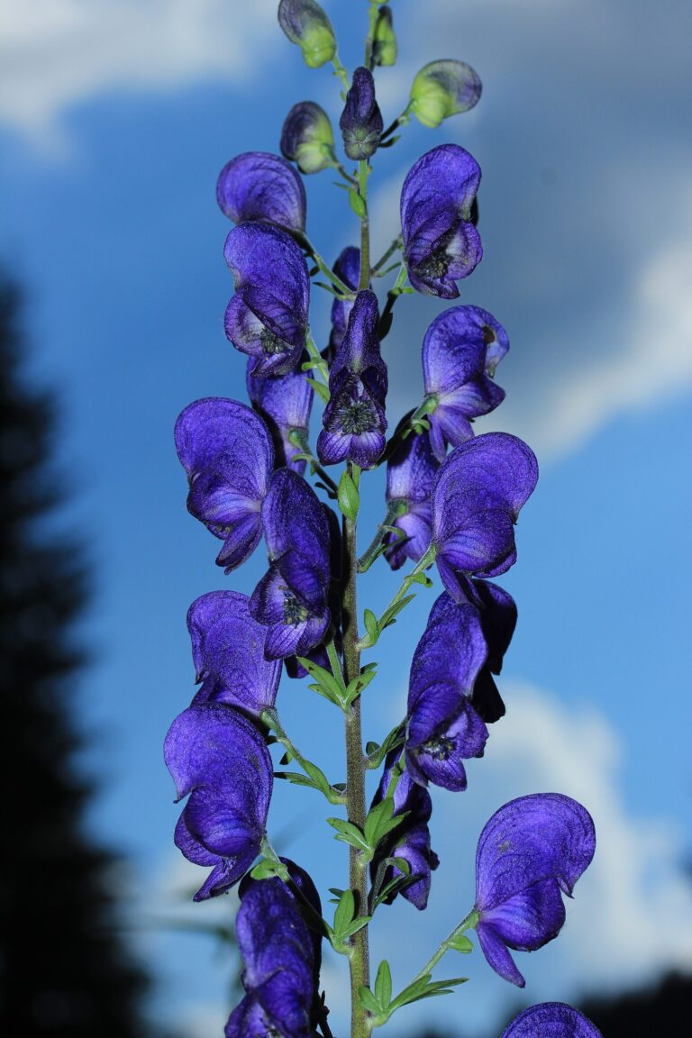 Oměj tuhý moravský (Aconitum firmum subsp. moravicum)