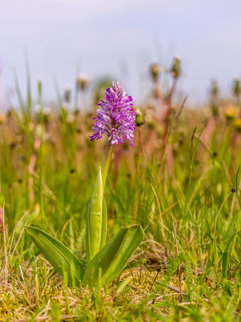 Vstavač vojenský (Orchis militaris)