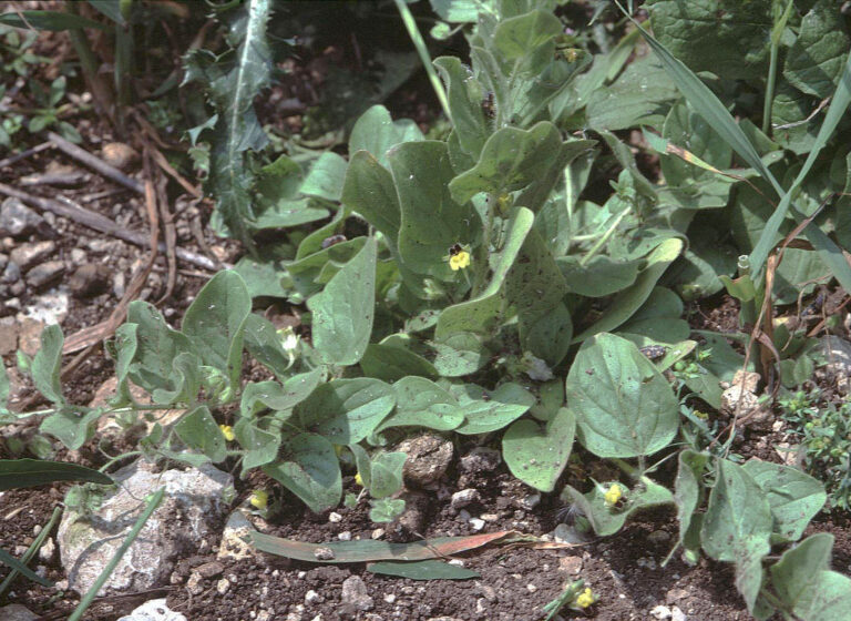 Úporek pochybný (Kickxia spuria)