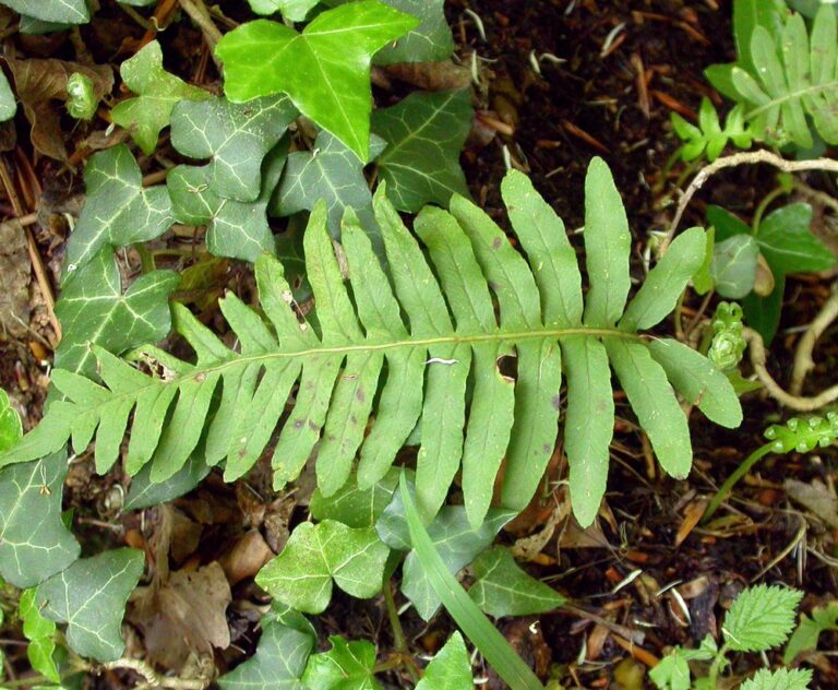 Osladič přehlížený (Polypodium interjectum)