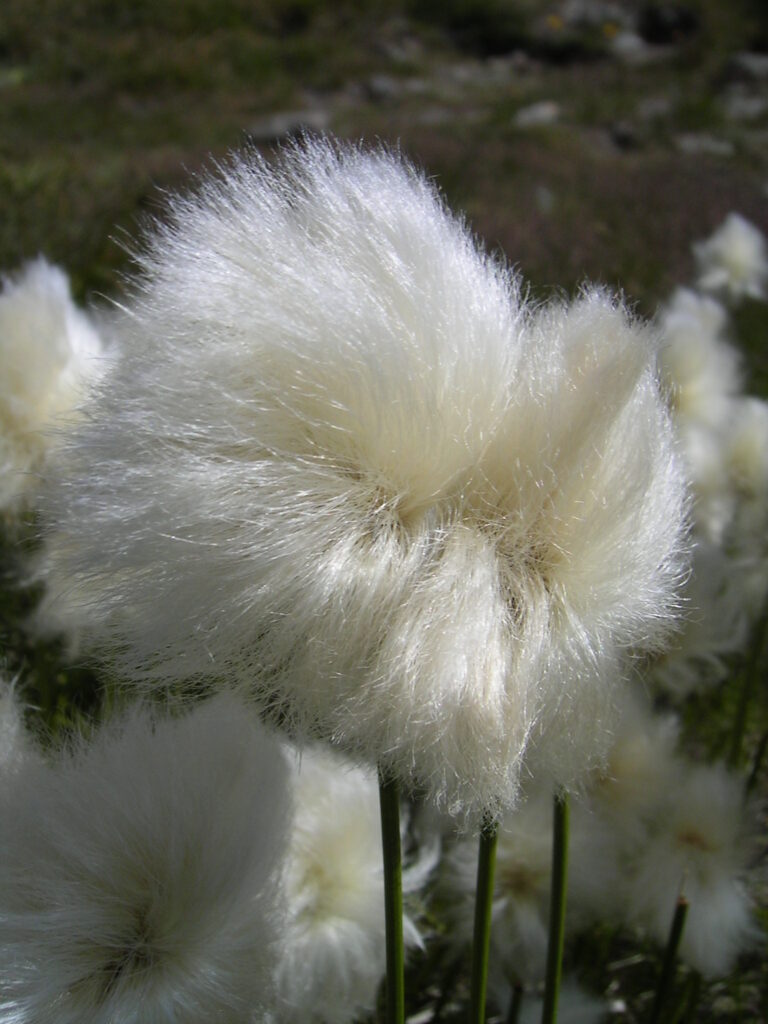 Suchopýr scheuchzerův (Eriophorum scheuchzeri)