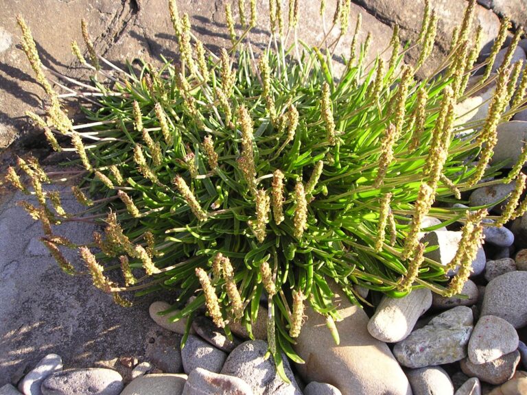 Jitrocel přímořský Jitrocel přímořský (Plantago maritima)