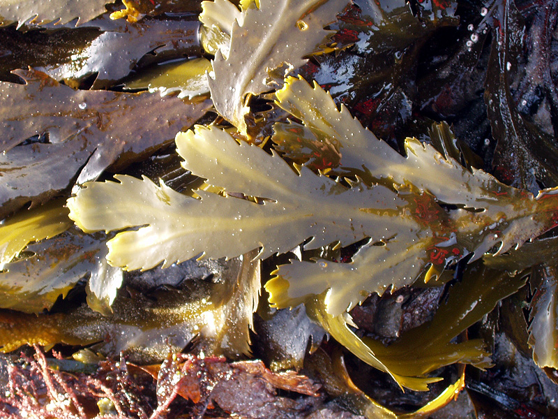 Chaluha pilovitá